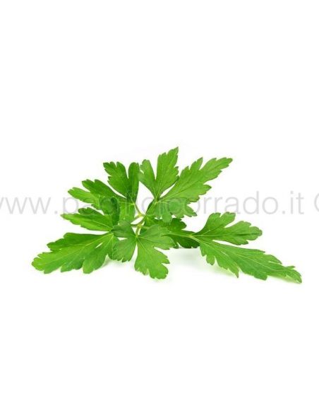 Prezzemolo 50 g in bustina Prezzemolo 50 g in bustina