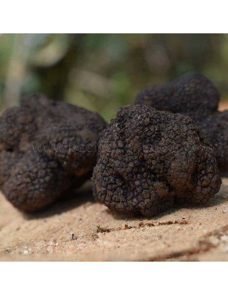 F.lli Pagani - Aroma tartufo boccette da 100 g