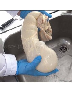 Budello naturale Bondiana caps per coppa calibro 150 mm lung. 50 cm 2