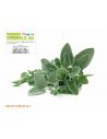 Salvia foglie tagliate conf.da 1 kg