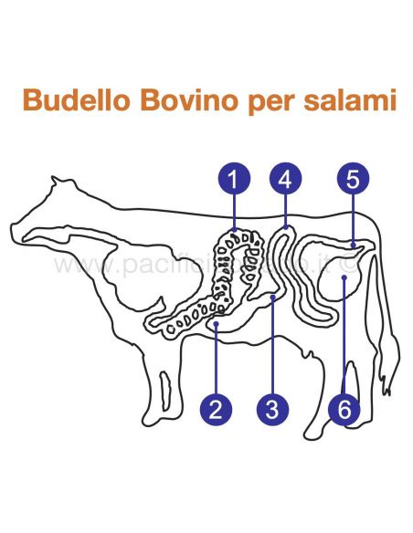 schema delle parti del bovino